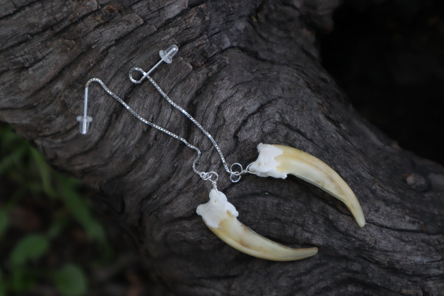 Badger Claw Earrings - .925 Silver