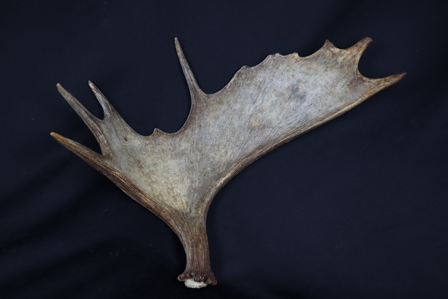 Moose Antler Shed
