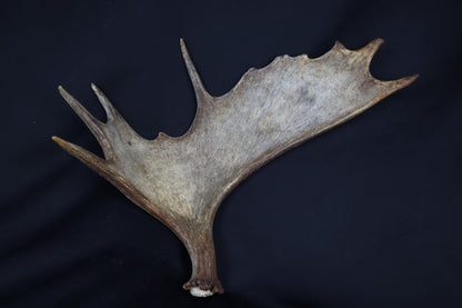 Moose Antler Shed
