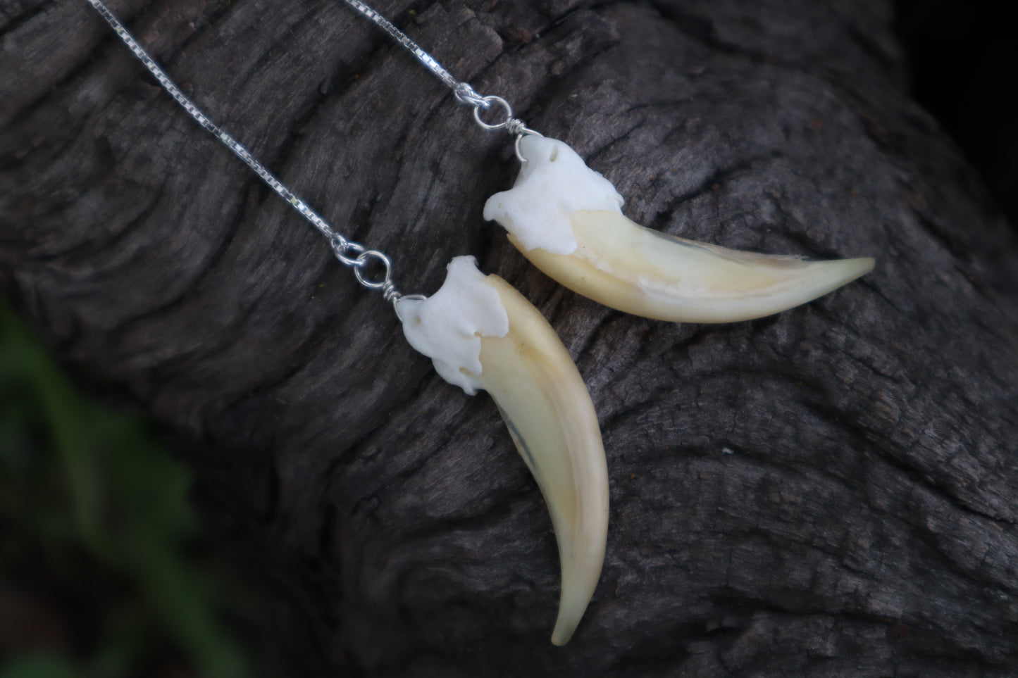 Badger Claw Earrings - .925 Silver