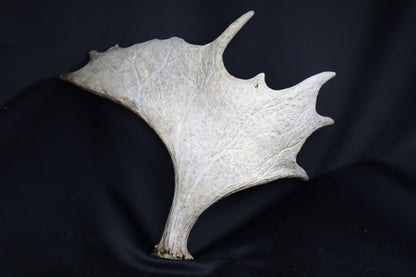 Moose Antler Shed