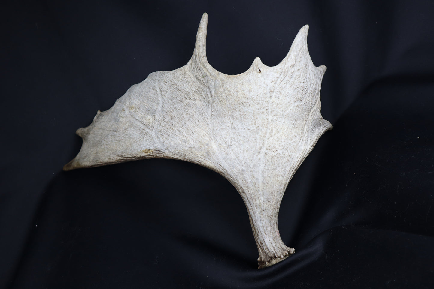 Moose Antler Shed