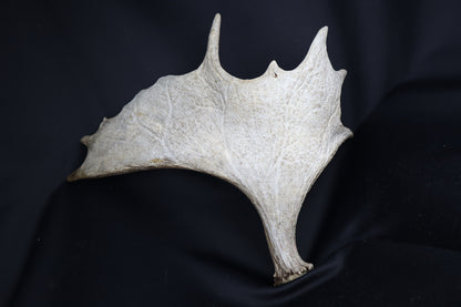 Moose Antler Shed