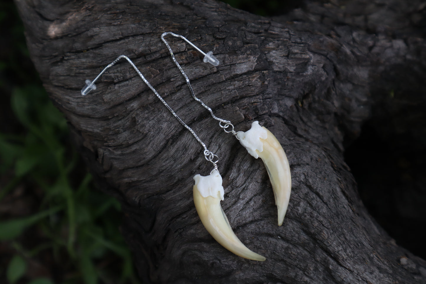 Badger Claw Earrings - .925 Silver