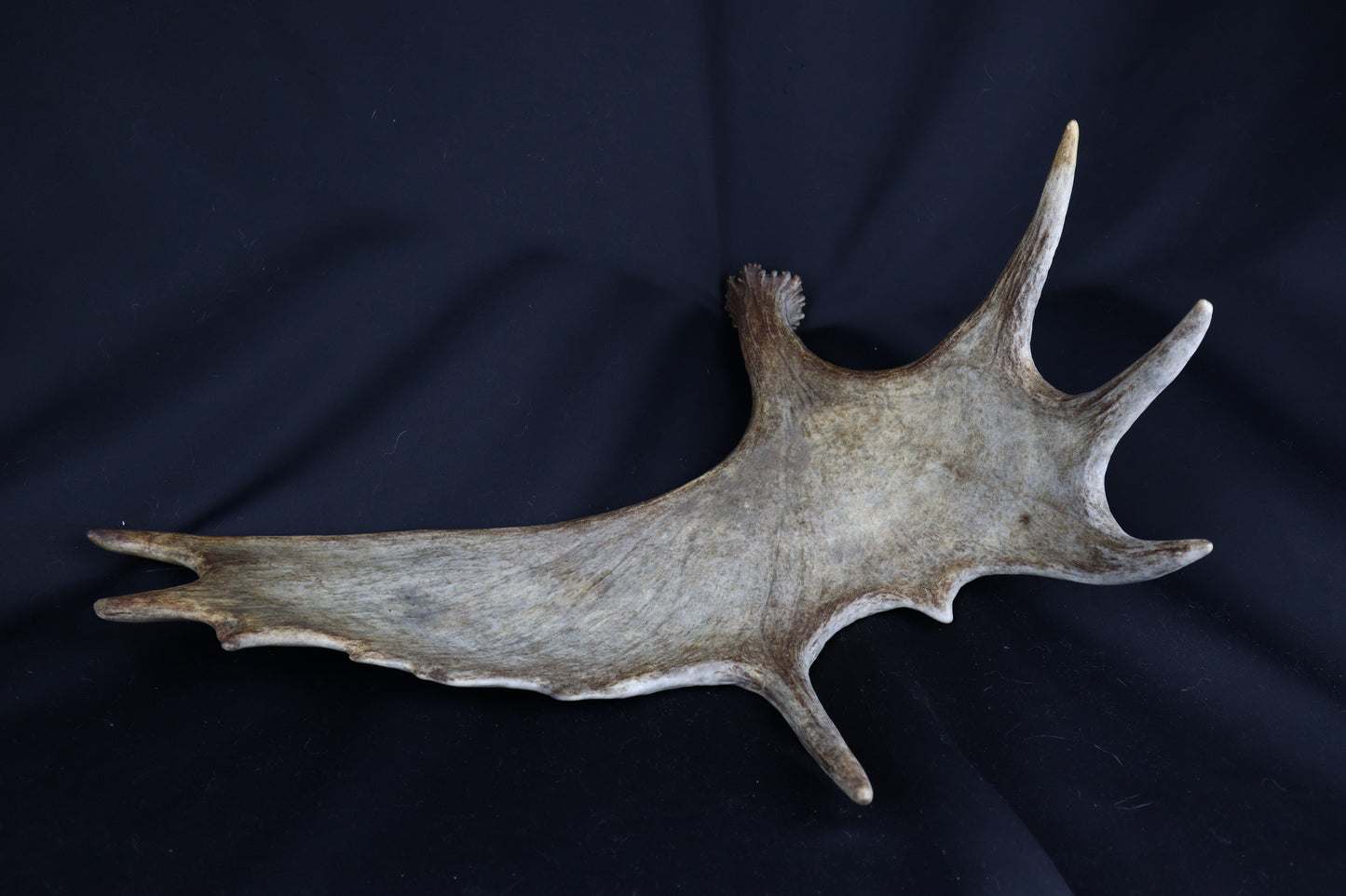 Moose Antler Shed