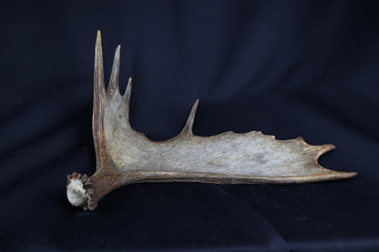 Moose Antler Shed