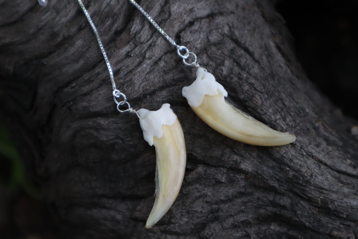 Badger Claw Earrings - .925 Silver