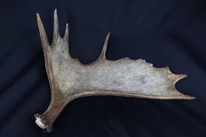 Moose Antler Shed