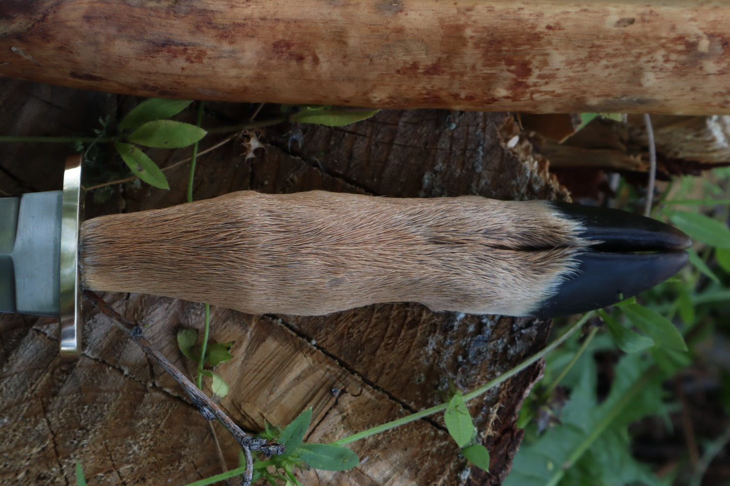 Reserved for Jailyn - Whitetail Deer Hoof Dagger