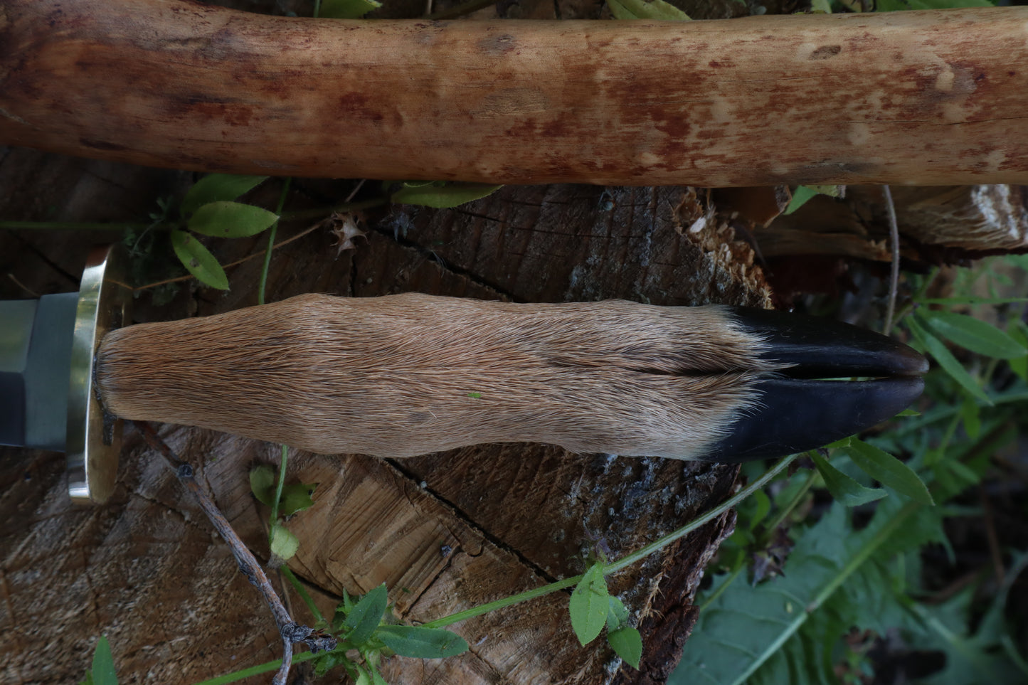 Reserved for Jailyn - Whitetail Deer Hoof Dagger