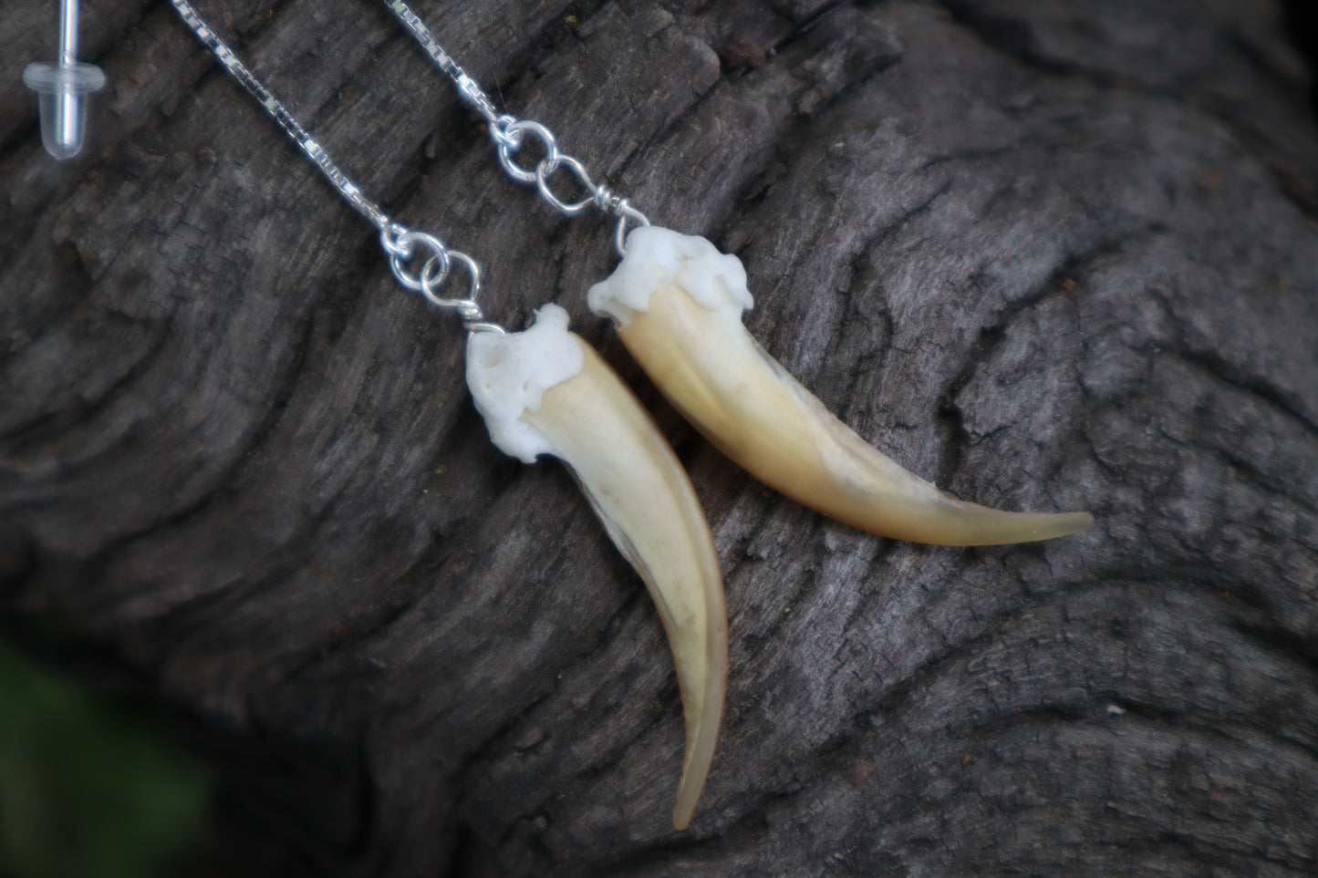 Badger Claw Earrings - .925 Silver