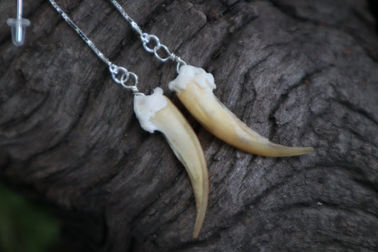 Badger Claw Earrings - .925 Silver