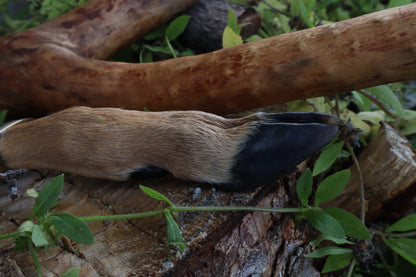 Reserved for Jailyn - Whitetail Deer Hoof Dagger