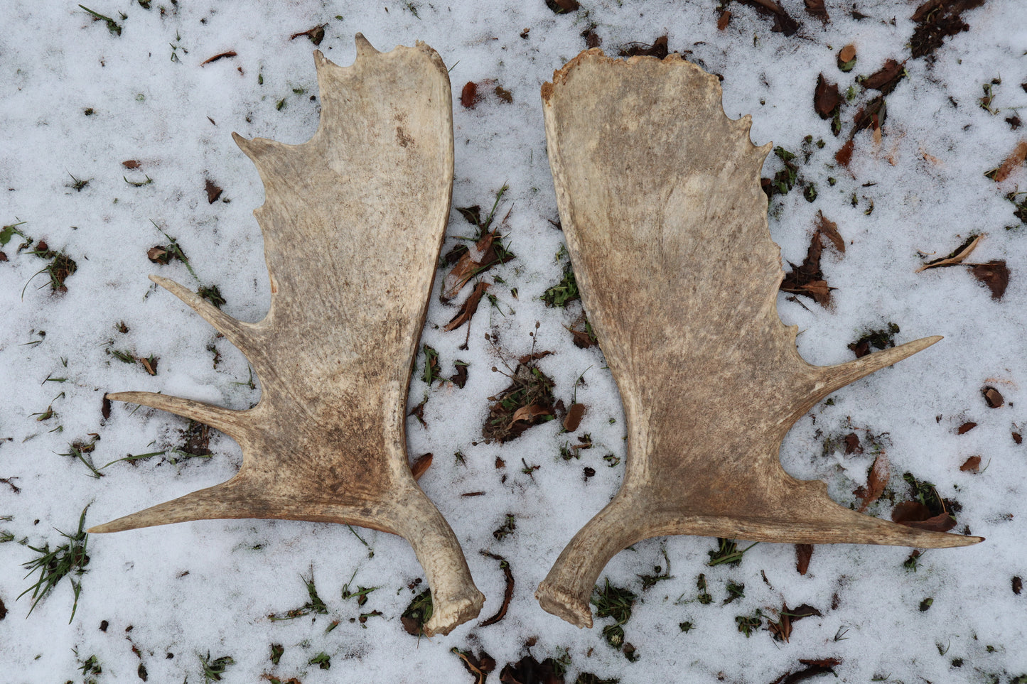Moose Antler Sheds - Natural Pair