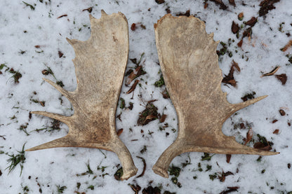 Moose Antler Sheds - Natural Pair