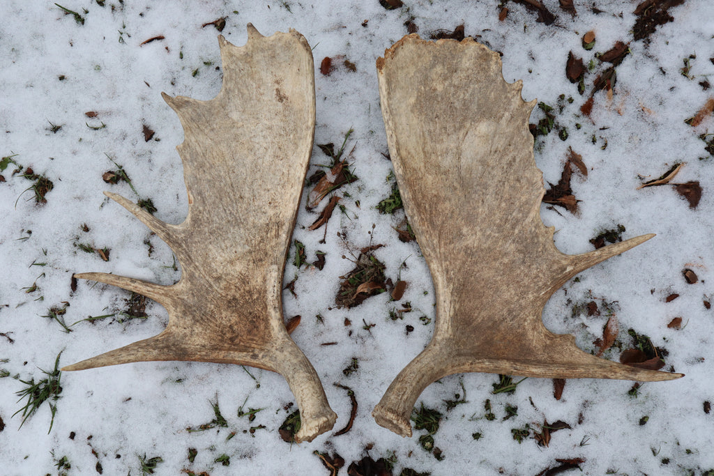 Moose Antler Sheds - Natural Pair