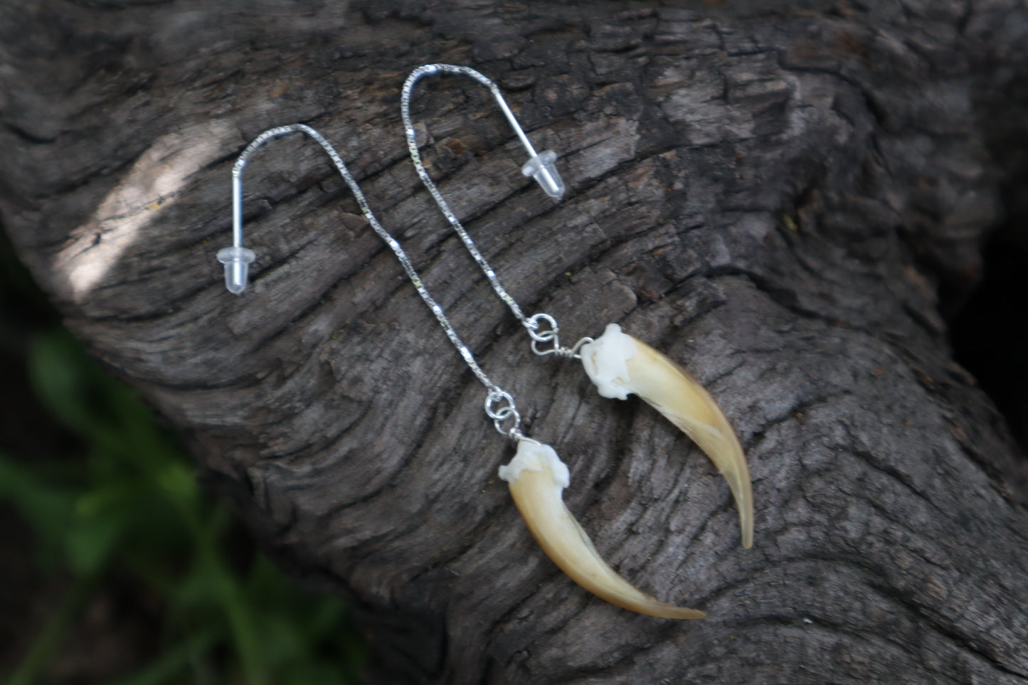 Badger Claw Earrings - .925 Silver