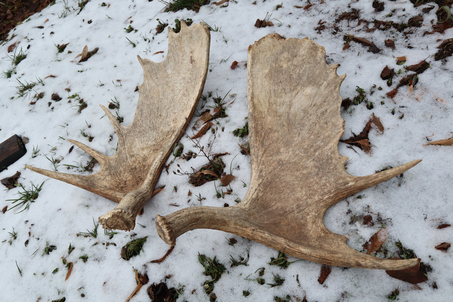 Moose Antler Sheds - Natural Pair