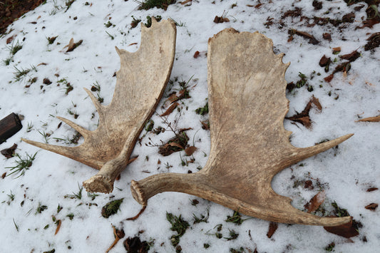 Moose Antler Sheds - Natural Pair