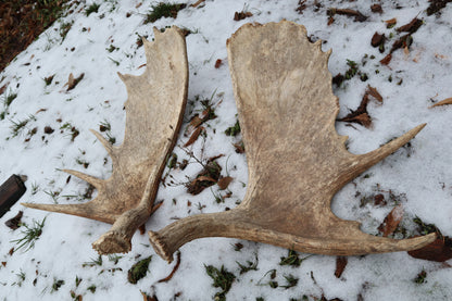 Moose Antler Sheds - Natural Pair