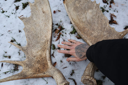 Moose Antler Sheds - Natural Pair