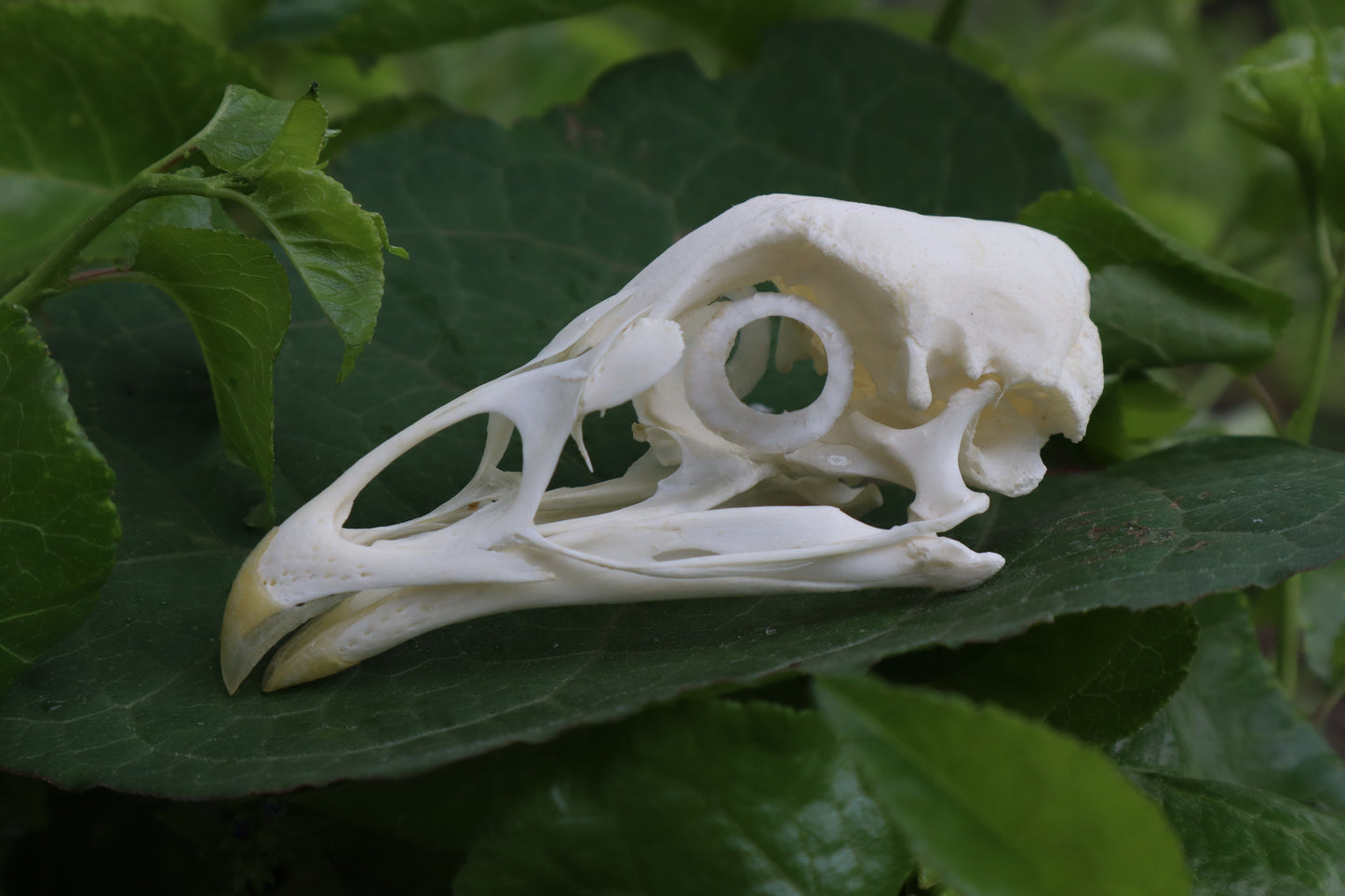 Chicken Skull with Sclerotic Rings