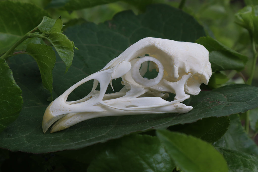 Chicken Skull with Sclerotic Rings