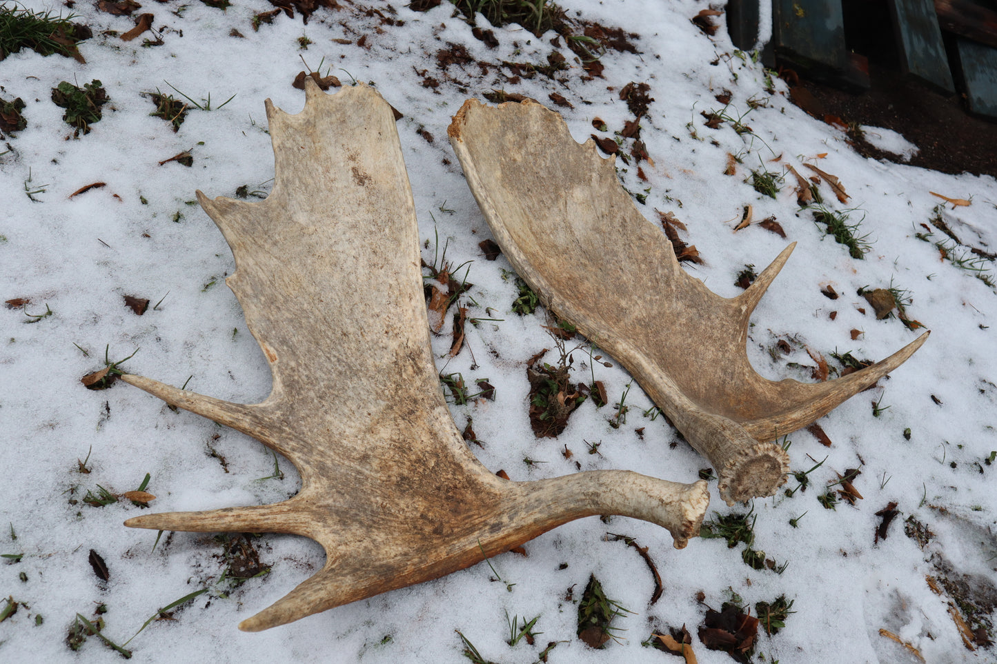 Moose Antler Sheds - Natural Pair