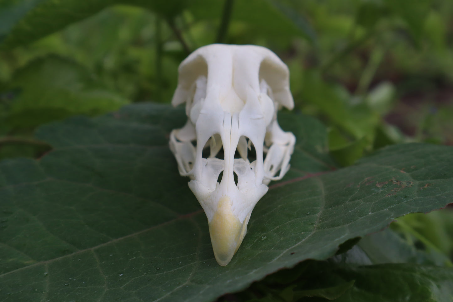 Chicken Skull with Sclerotic Rings