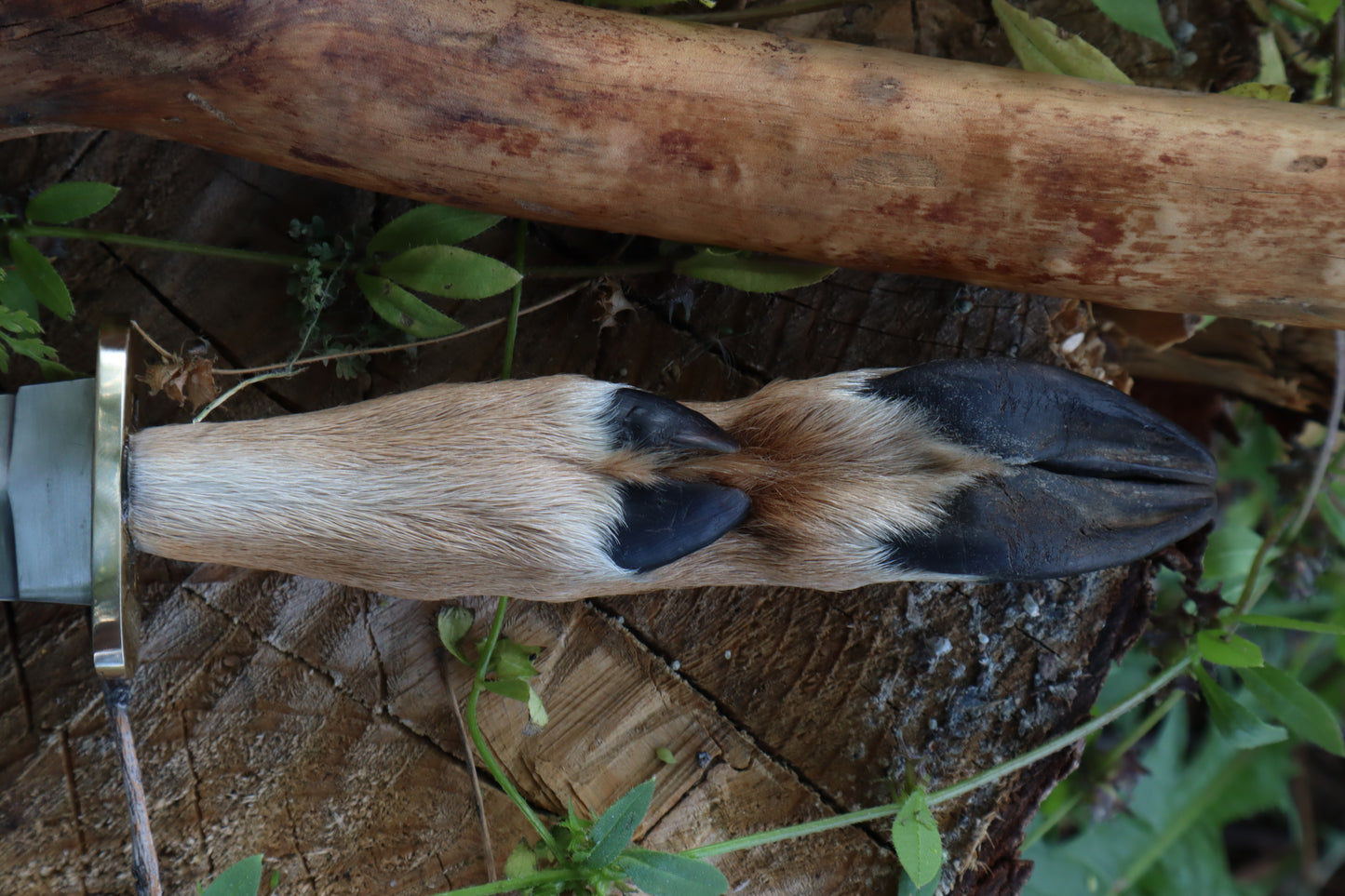 Reserved for Jailyn - Whitetail Deer Hoof Dagger