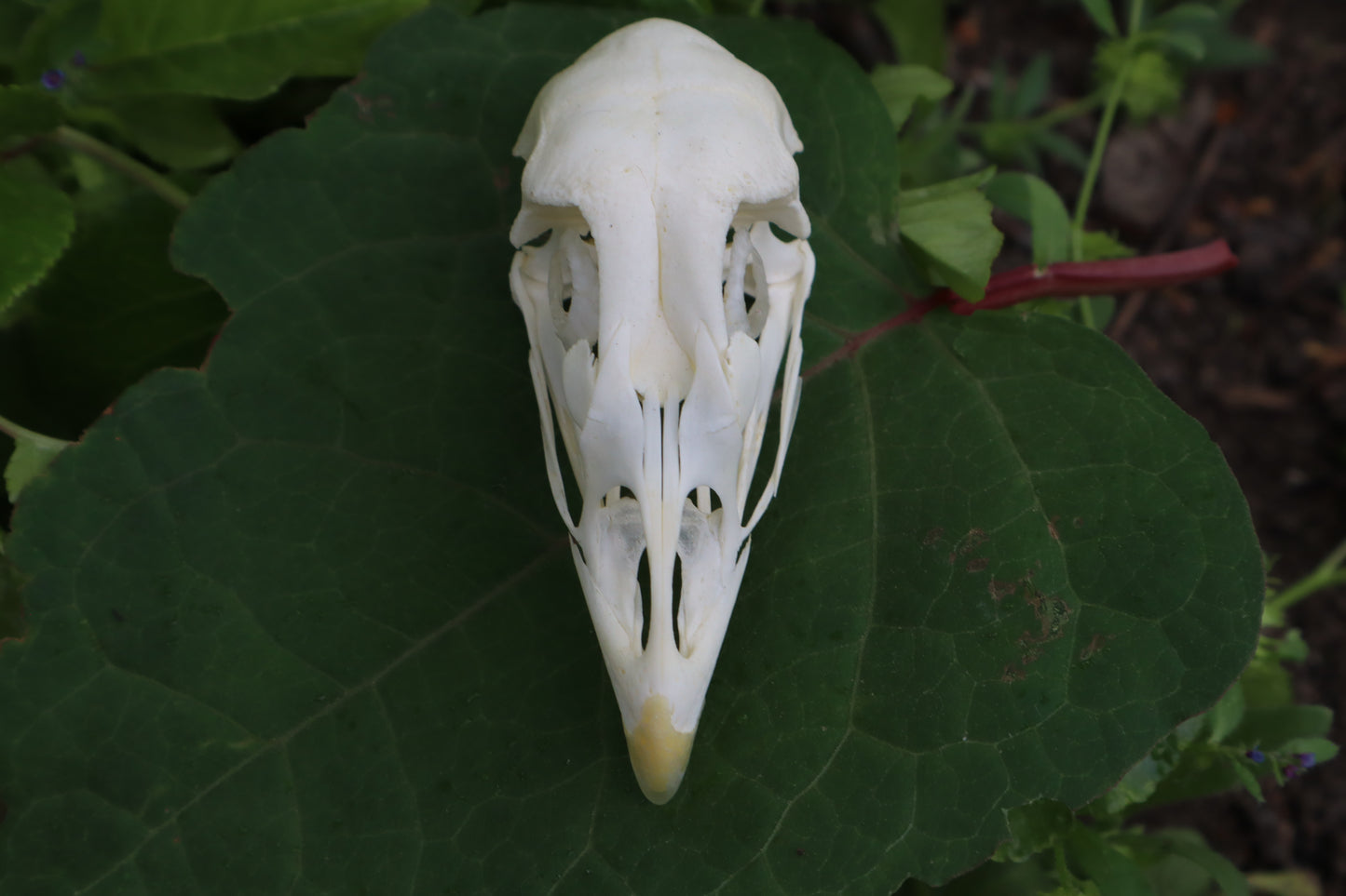 Chicken Skull with Sclerotic Rings