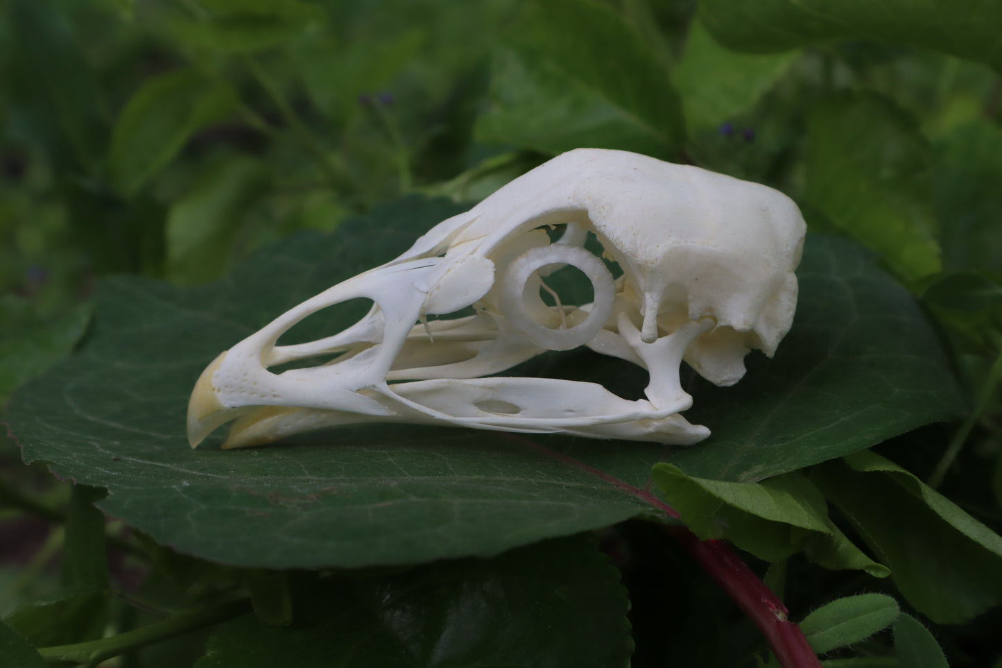 Chicken Skull with Sclerotic Rings