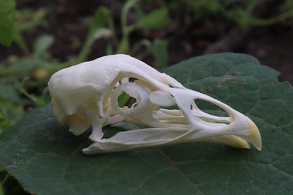 Chicken Skull with Sclerotic Rings