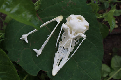 Chicken Skull with Sclerotic Rings