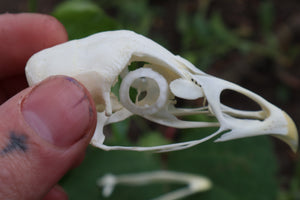 Chicken Skull with Sclerotic Rings