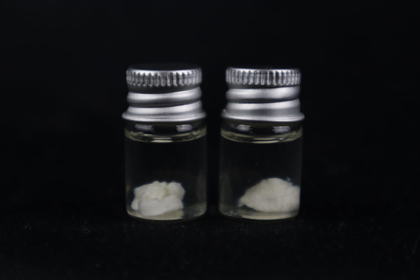 Black Wolf Brain Bit Wet Specimen