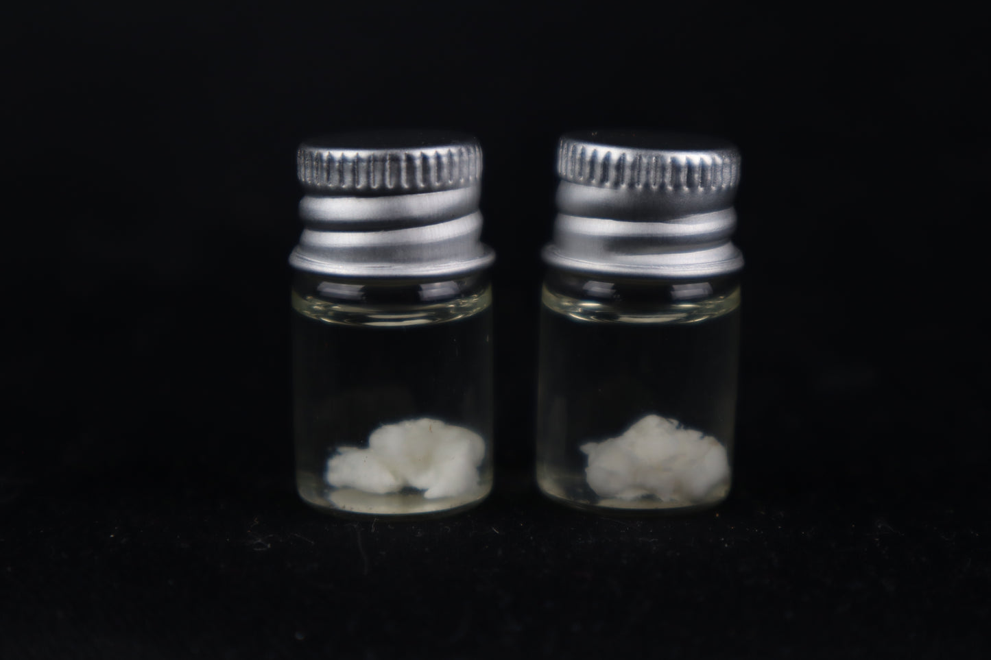 Black Wolf Brain Bit Wet Specimen