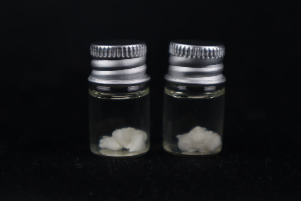 Black Wolf Brain Bit Wet Specimen