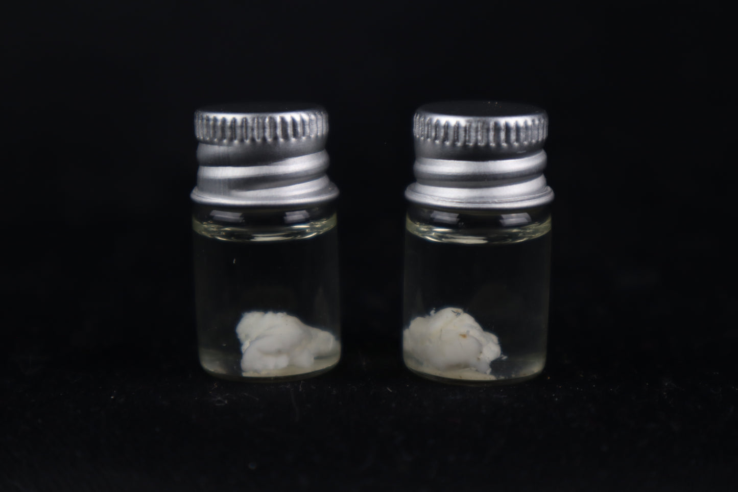 Black Wolf Brain Bit Wet Specimen