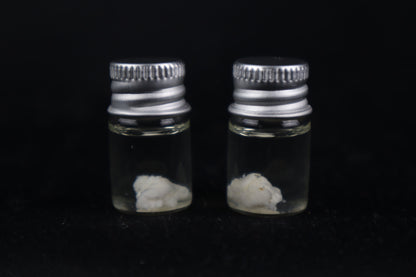 Black Wolf Brain Bit Wet Specimen