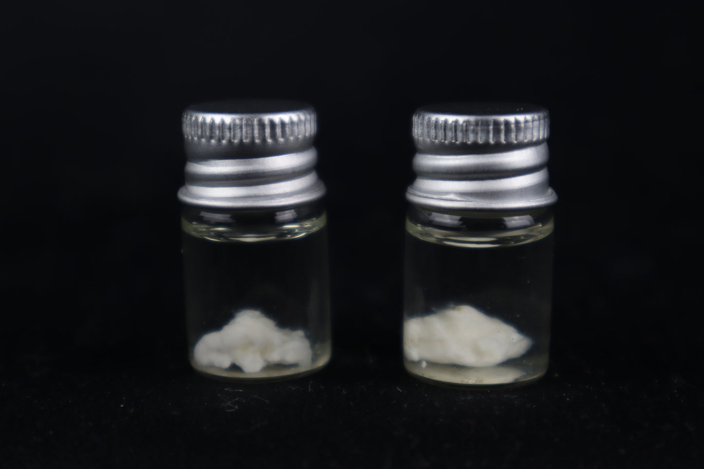 Black Wolf Brain Bit Wet Specimen
