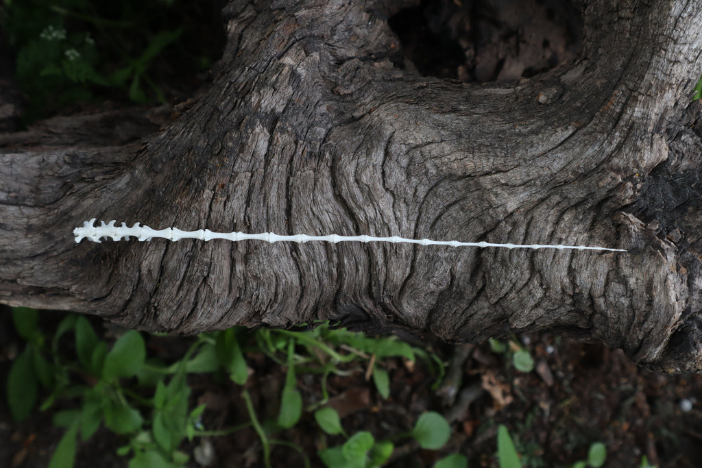 Eastern Gray Squirrel Tail Articulation