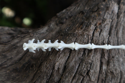 Eastern Gray Squirrel Tail Articulation