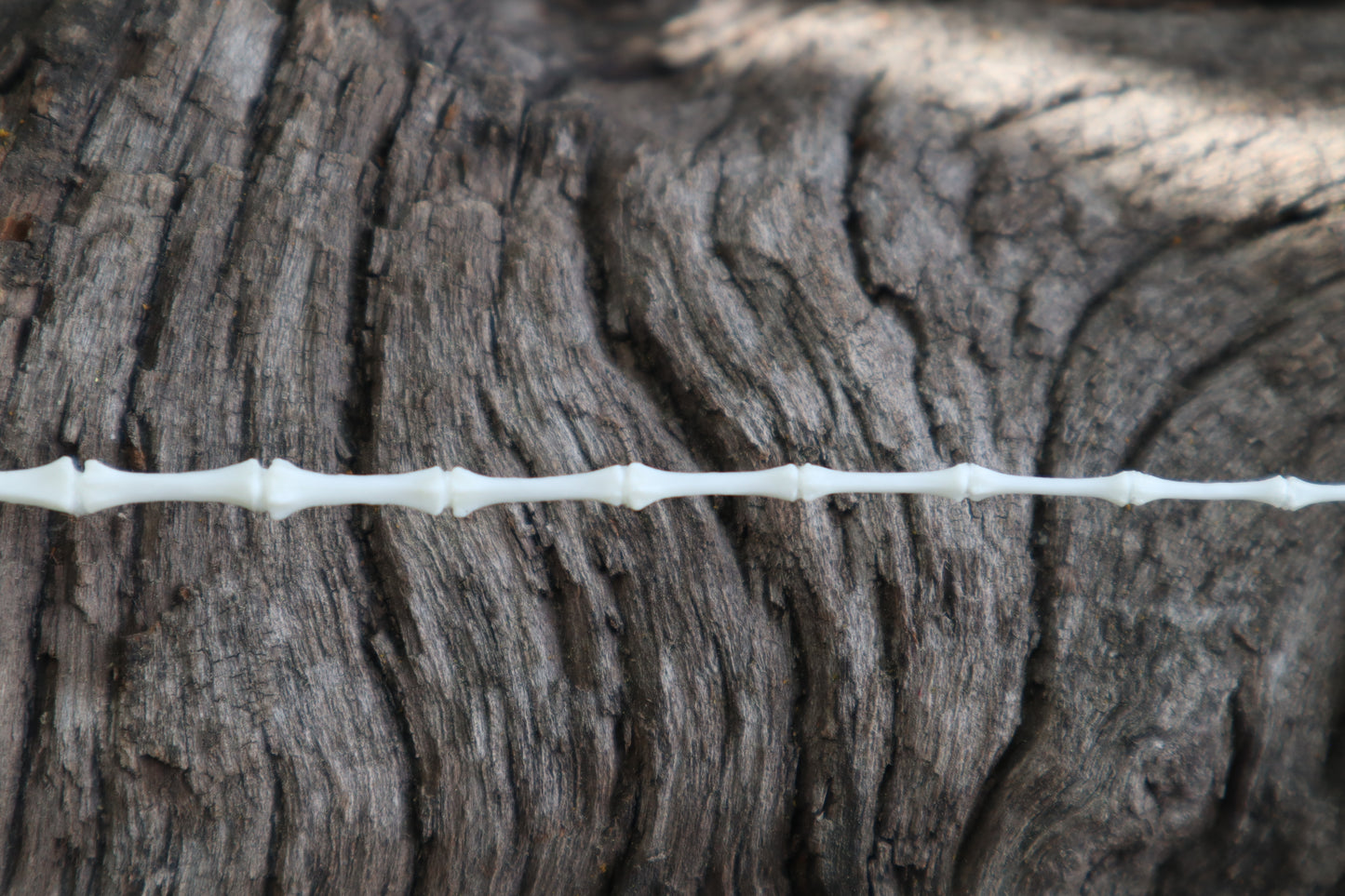 Eastern Gray Squirrel Tail Articulation