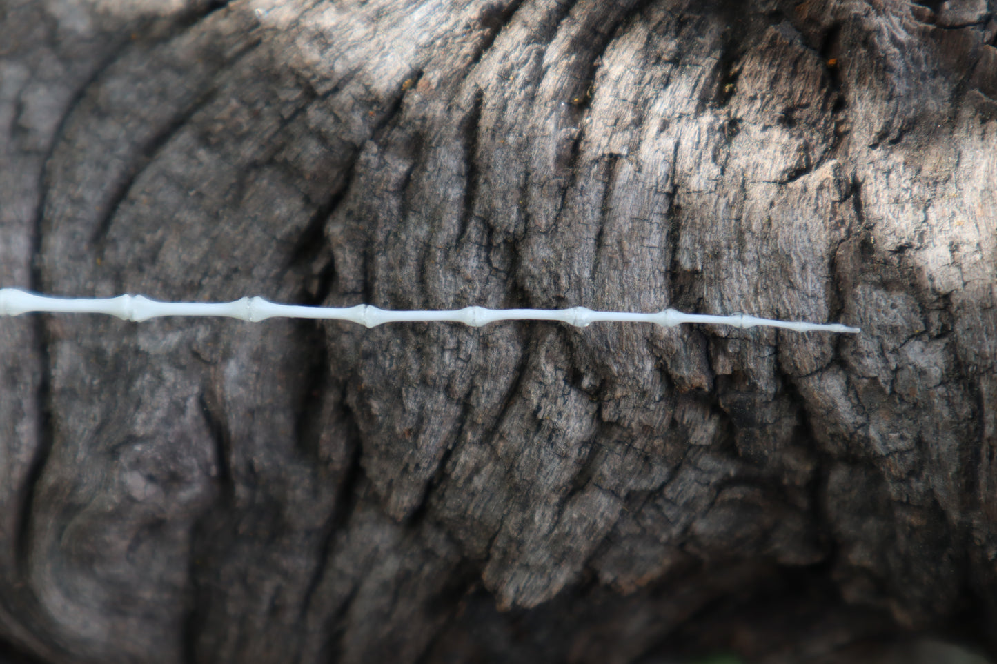 Eastern Gray Squirrel Tail Articulation