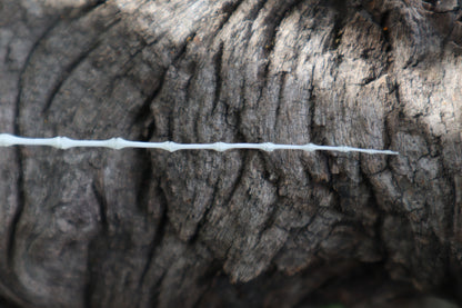 Eastern Gray Squirrel Tail Articulation