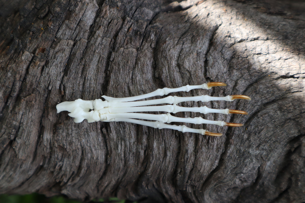 Eastern Gray Squirrel Paw Articulation