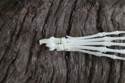 Eastern Gray Squirrel Paw Articulation