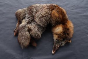 Kodiak Cross Fox Wallhanger