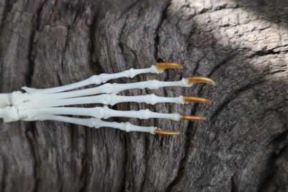 Eastern Gray Squirrel Paw Articulation